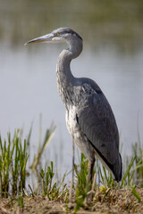 Grey Heron (Ardea cinerea) Rresting