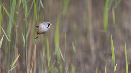 Male Bearded Tit (Panurus biarmicus) or Reedling in a Reed bed in the Autumn