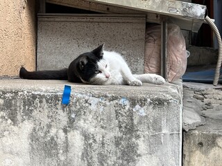 韓国の裏路地に居る野良猫