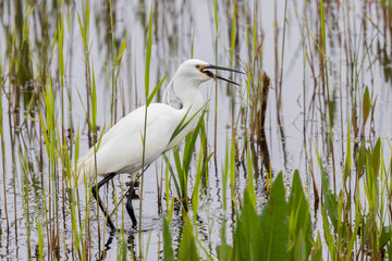 Little Egret (Egretta garzetta) Swallowing a Fish