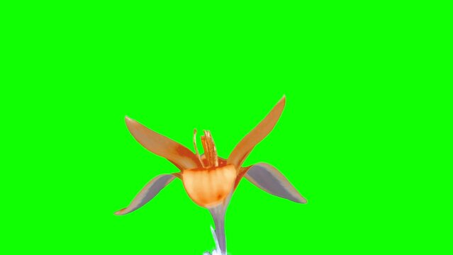 Spring footage. A yellow saffron bud blooms on a green screen. Alpha channel. Chroma Kay. Time lapse