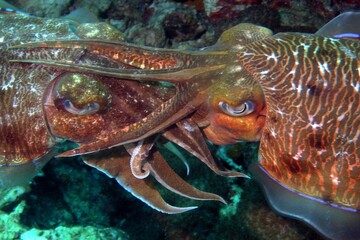Close-up shot of two Cuttlefish (Sepia officinalis) mating near a coral reef.
