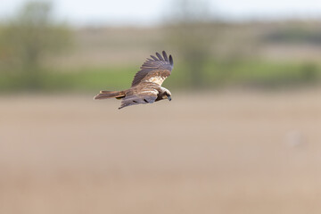 Western Marsh Harrier (Circus aeruginosus)