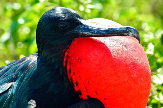 Close-up shot of a male Magnificent Frigatebird (Fregata magnificens) with his bright red throat pouch inflated to attract a mate.