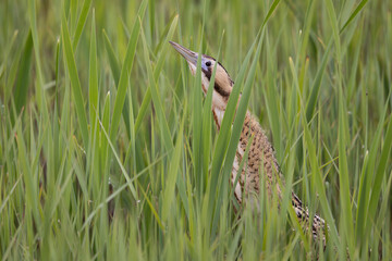 Eurasian Bittern (Botaurus stellaris) in a Reed Bed