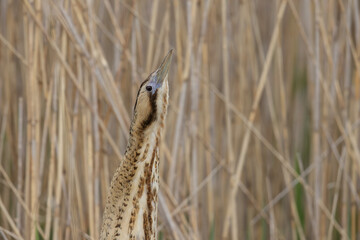Eurasian Bittern (Botaurus stellaris) Portrair