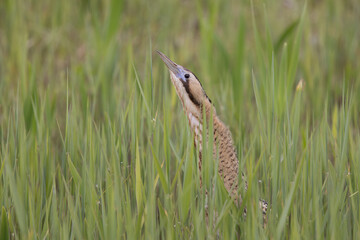 Eurasian Bittern (Botaurus stellaris) in a Reed Bed