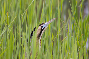 Eurasian Bittern (Botaurus stellaris) in a Reed Bed