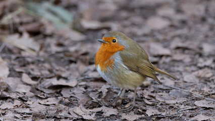 European Robin (Erithacus rubecula) 
