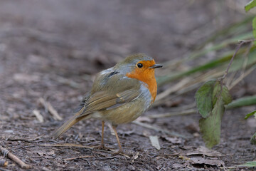 European Robin (Erithacus rubecula) 
