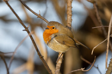 European Robin (Erithacus rubecula)