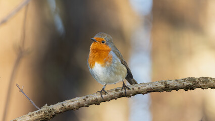 European Robin (Erithacus rubecula) 