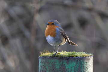 European Robin (Erithacus rubecula) 