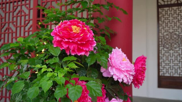 Colorful peony flowers decorating at the Chinese temple.
