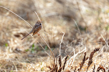 Wild Song Sparrow bird Melospiza melodia resting on branch horizontal photo copy space