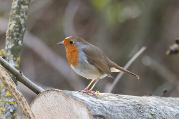European Robin (Erithacus rubecula)