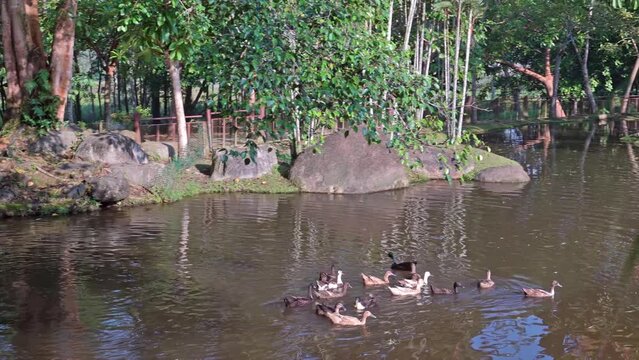 Early of the morning ,a group of ducks swimming in the pond.