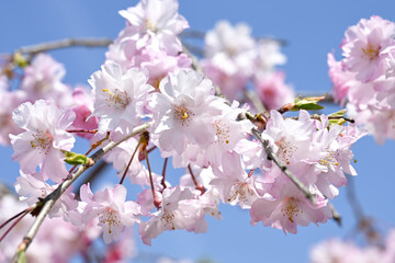 枝垂れ桜