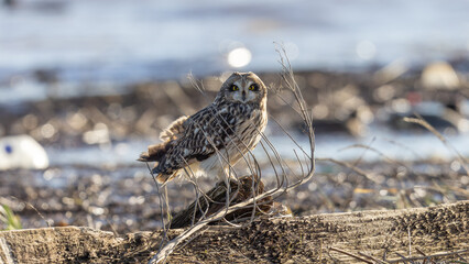 Short Eared Owl (Asio flammeus) on the Bank of the River Thames