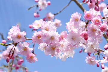 枝垂れ桜