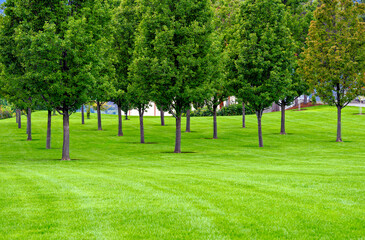 Obraz premium Field of planted trees over green lawn in the park