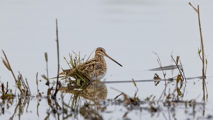 Common Snipe (Gallinago gallinago) 
