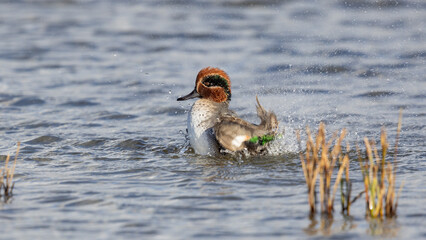 Eurasian teal (Anas crecca) Bathing