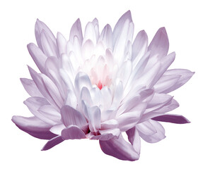 Chrysanthemum flower on isolated background with clipping path. Closeup.. Transparent background....