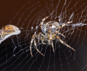 European Garden Spider (Araneus diadematus) with Wasp (Vespula vulgaris) Prey