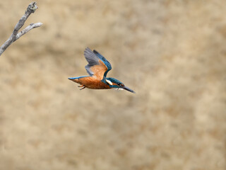 Eurasian Kingfisher (Alcedo atthis) in Flight
