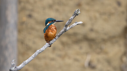 Eurasian Kingfisher (Alcedo atthis)