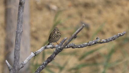 Meadow Pipit (Anthus pratensis) 