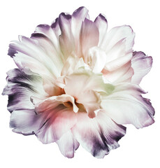Tulip flower  on  isolated background with clipping path. Closeup. For design. . Transparent background.  Nature.