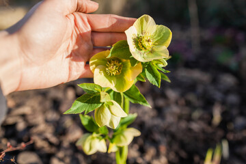 Green hellebore flowering in spring garden. Gardener enjoys blossoms touching it. Close up of blooming plant