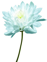 Tulip flower  on white isolated background with clipping path. Closeup. For design.  Transparent background.   Nature.