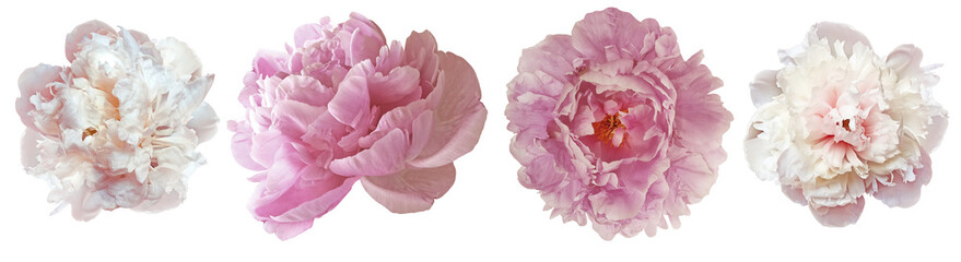 Light pink peonies  flowers   on  a white isolated background with clipping path. Closeup. Transparent background.  Nature.