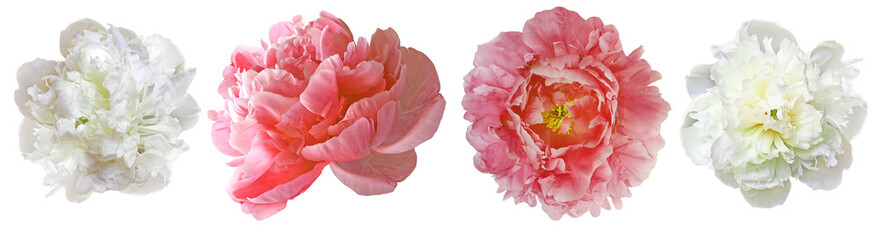 Set   pink peonies  flowers   on   isolated background with clipping path. Closeup.. . Transparent background.   Nature.