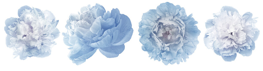 Light  blue  peonies  flowers   on   isolated background with clipping path. Closeup.  Transparent...
