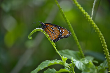 Closeup shot of a Monarch butterfly perched on some greenery