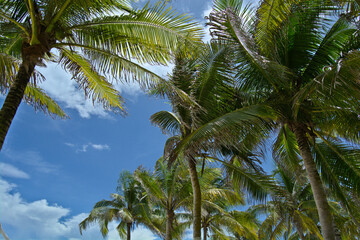 Palm trees against blue cloudy sky in Playa del Carmen, Mexico