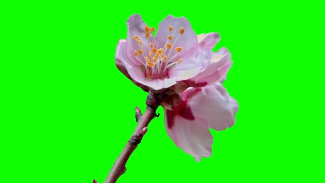 Alpha channel. Chroma Kay. Several flowers bloom on an almond branch on a green screen. Time lapse