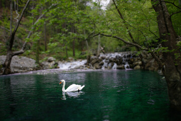 backwater on a mountain river with turquoise water, a small waterfall and a swimming swan, landscape