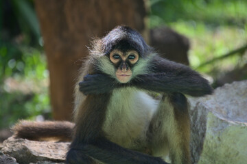 Close up shot of a cute Spider Monkey in Playa del Carmen, Mexico