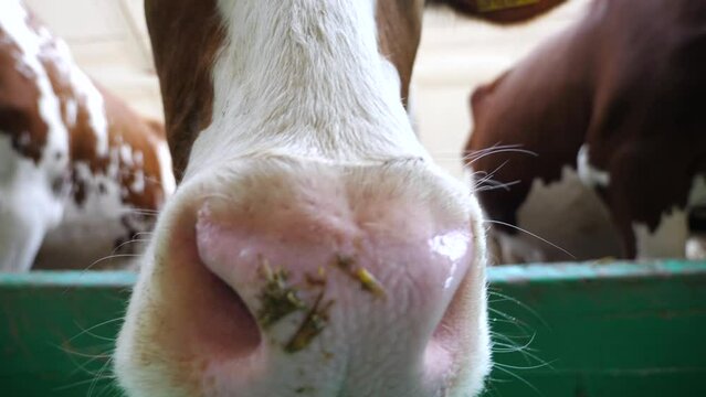 Curious friendly animal looks into camera sniffing it with a big wet nose at cowhouse. Cute milk cow showing curiosity at dairy farm. Concept of agribusiness in livestock husbandry. Close up