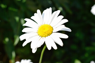a white daisy with a yellow center on dark green background  