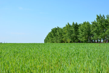 Obraz premium a green field with trees and blue sky copy space 