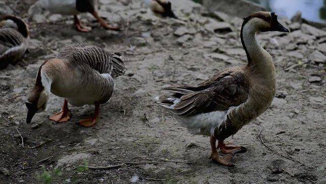 Chinese goose is a breed of domesticated goose descended from the wild swan goose. Chinese geese are a close cousin of the African goose, a heavier breed also descended from the swan goose.