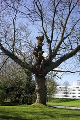 This is a photo of Het Park in Rotterdam, Netherlands, taken in April 2024.