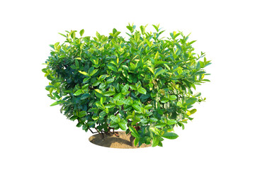 Ixora Red needle flower. (png) Ornamental plants and evergreen shrubs (shrubs) square shape. For making fences and decorating the garden for beauty.