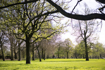 Fototapeta premium This is a photo of Het Park in Rotterdam, Netherlands, taken in April 2024.
